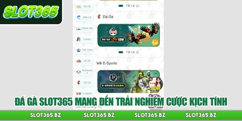 Đá gà Slot365 mang đến trải nghiệm cược kịch tính