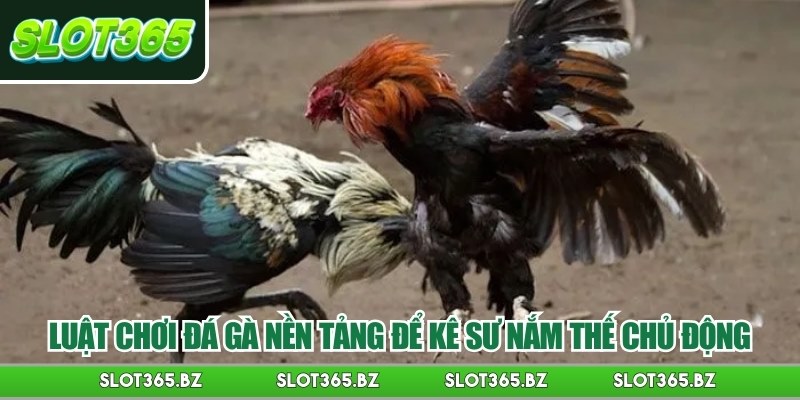Luật chơi đá gà nền tảng để kê sư nắm thế chủ động