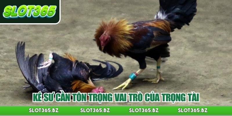 Kê sư cần tôn trọng vai trò của trọng tài